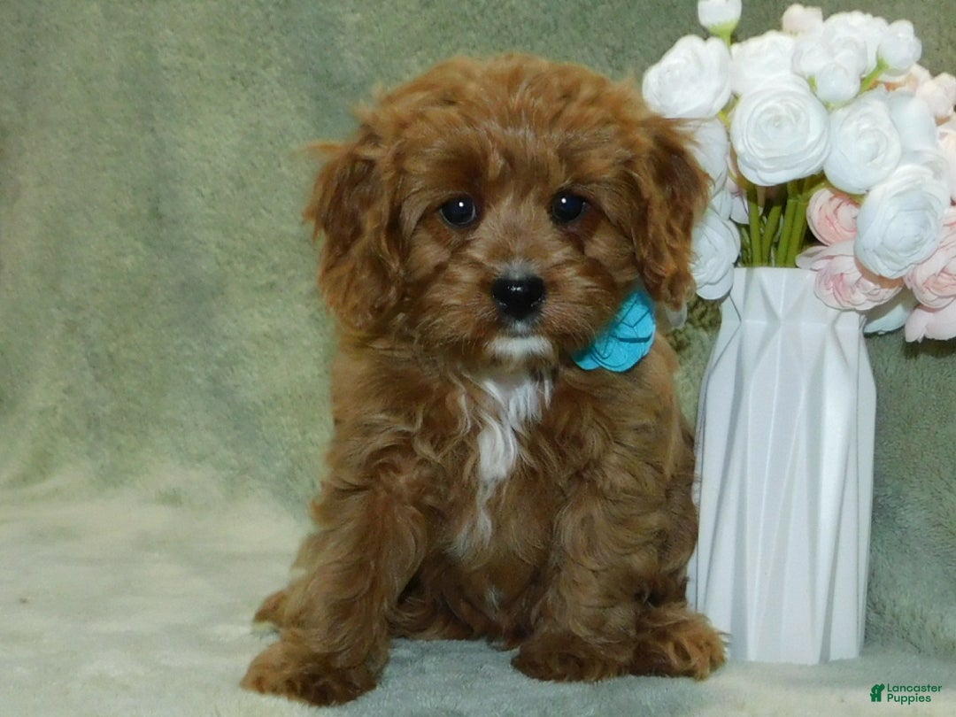 Cavapoo dogs for sale: Beau - Ad 4