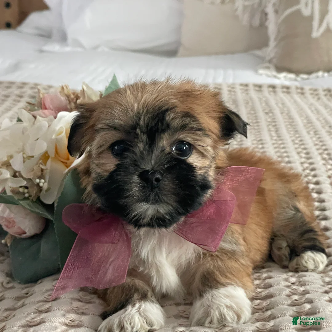Morkie dogs for sale: Nutella - Ad 3
