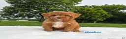 Cavapoo dogs for sale: timber - Ad 1