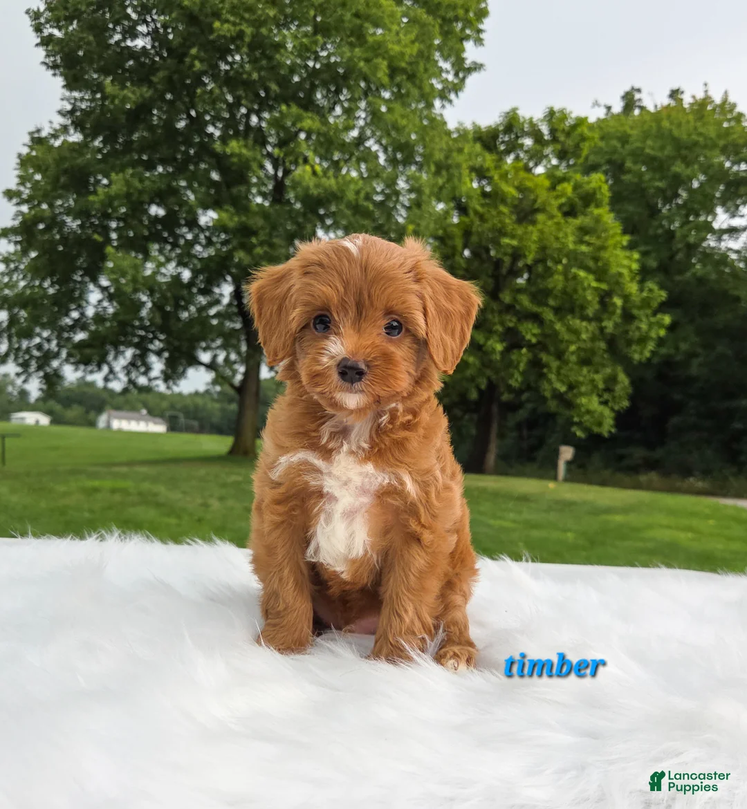 Cavapoo dogs for sale: timber - Ad 1