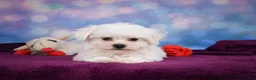 Maltese dogs for sale: ROSIE - Ad 9