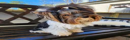 Biewer Terrier dogs for sale: Harley  - Ad 7