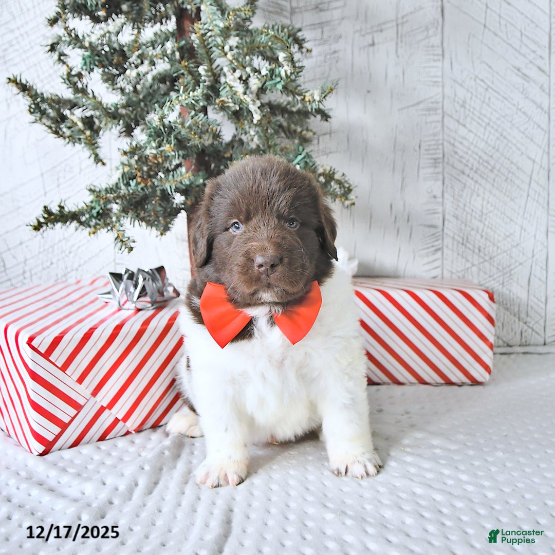 Newfoundland dogs for sale: Boomer - Ad 5