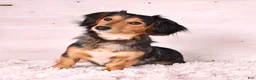 Miniature Dachshund dogs for sale: Hunter - Ad 6