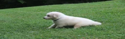 Mixed Breed dogs for sale: Duke - Ad 3