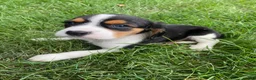 Beaglier dogs for sale: Adam - Ad 4