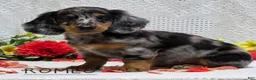 Miniature Dachshund dogs for sale: Romeo - Ad 1