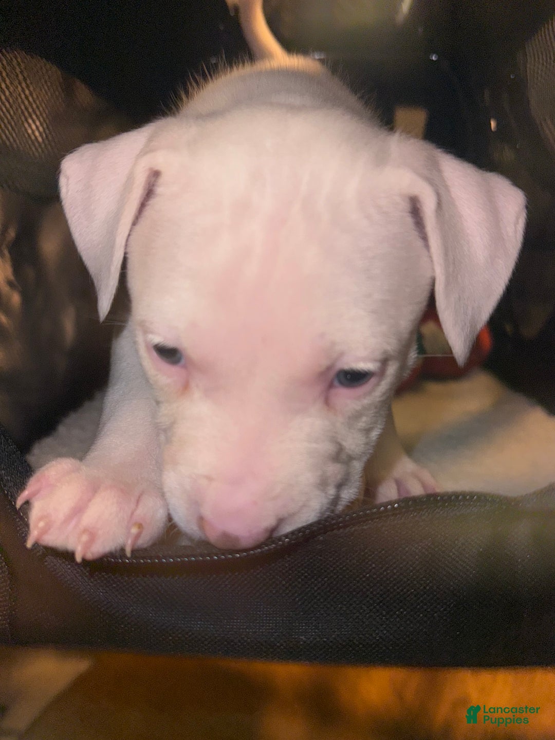American Bully dogs for sale: Blanca - Ad 2