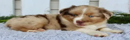 Miniature Australian Shepherd dogs for sale: Miniature Australian Shepherd 1 - Ad 2