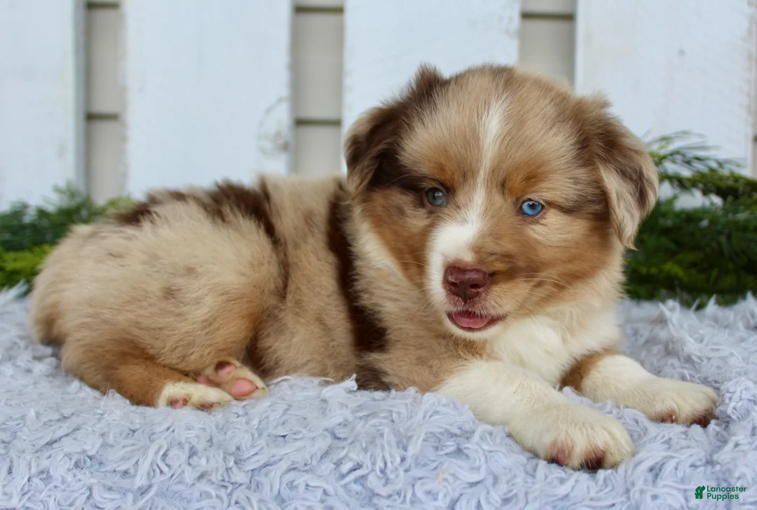 Miniature Australian Shepherd dogs for sale: Miniature Australian Shepherd 1 - Ad 2