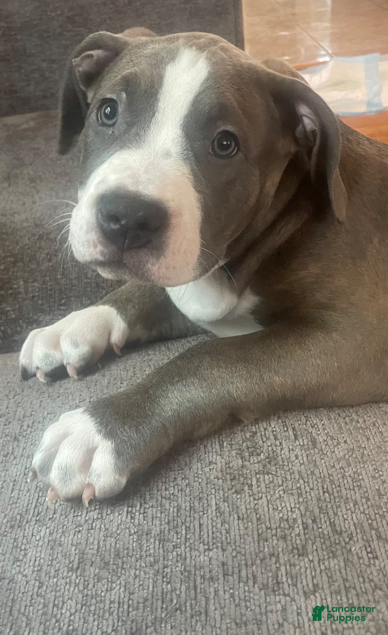 American Bully dogs Spade - Ad 2