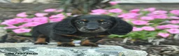 Miniature Dachshund dogs for sale: Boots  - Ad 4