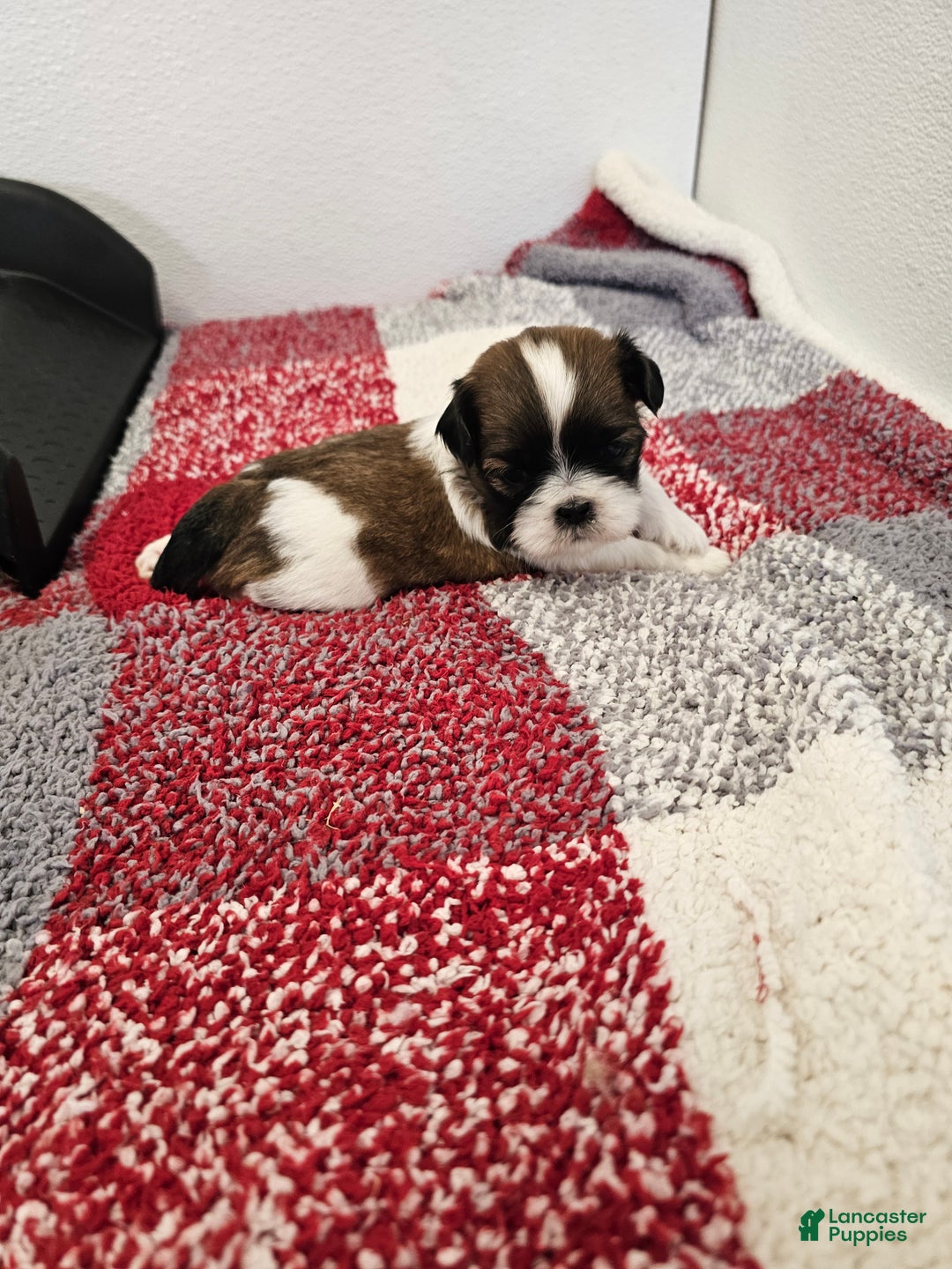 Shih Tzu dogs for sale: Bentley Ckc - Ad 12