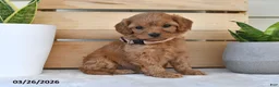 Cavapoo dogs for sale: Peanut Butter - Ad 2