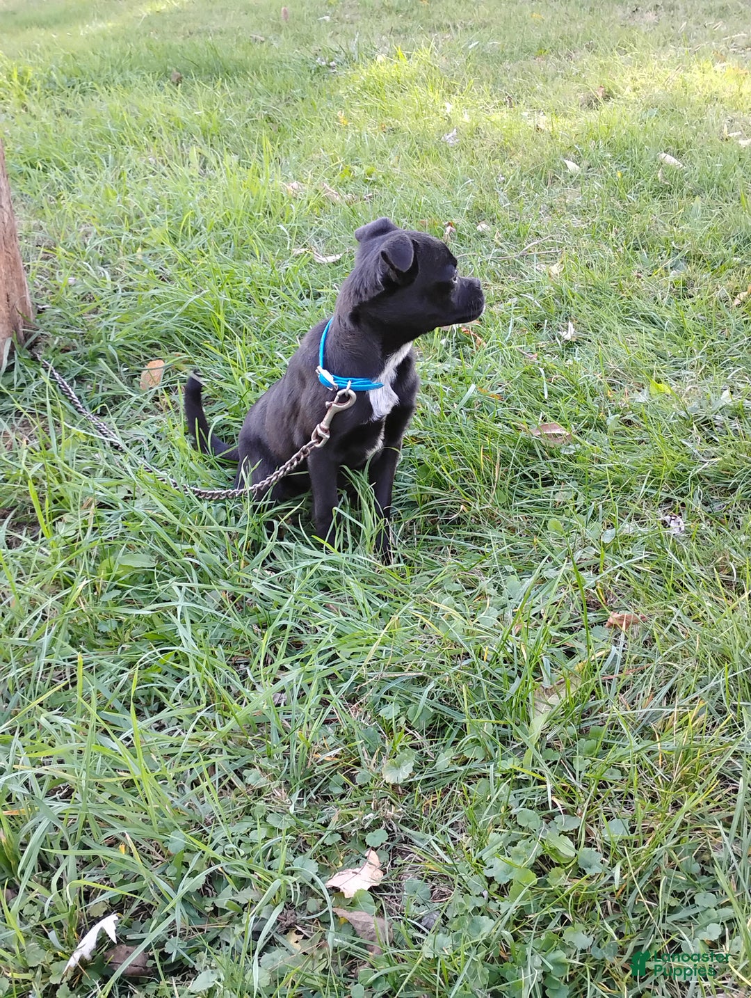 Mixed Breed dogs for sale: Tiny - Ad 8