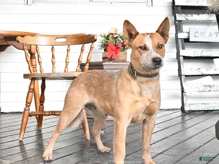 Australian Cattle Dog dogs Daisy - Ad 15