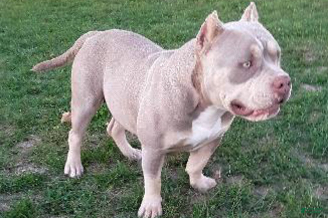 American Bully dogs for sale: M-Town Luna  - Ad 1