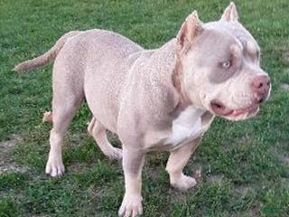 American Bully dogs M-Town Luna - Ad 11