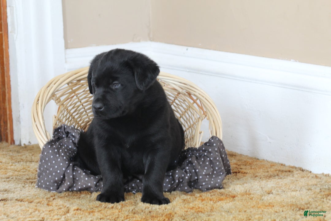 Mixed Breed dogs for sale: Chip  - Ad 3