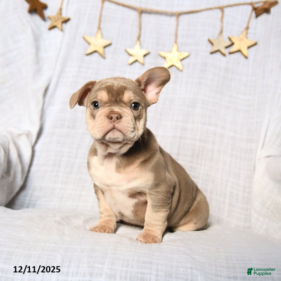 Frenchton dogs Jolly - Ad 30