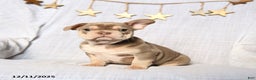 Frenchton dogs for sale: Jolly - Ad 1