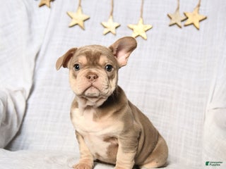 Frenchton dogs Jolly - Ad 11