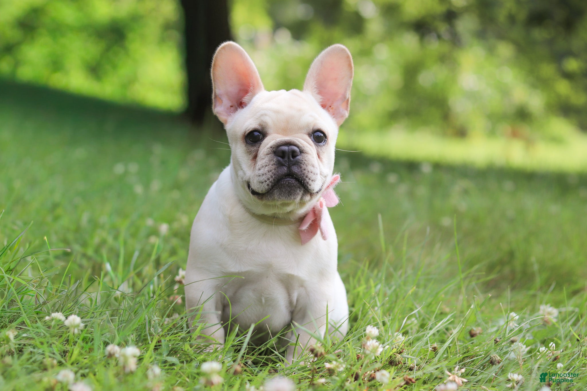 French Bulldog dogs Allie - Ad 1