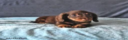 Miniature Dachshund dogs for sale: Rusty - Ad 3