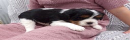 Cavalier King Charles Spaniel dogs for sale: Cavalier King Charles Spaniel Puppy 3 - Ad 12