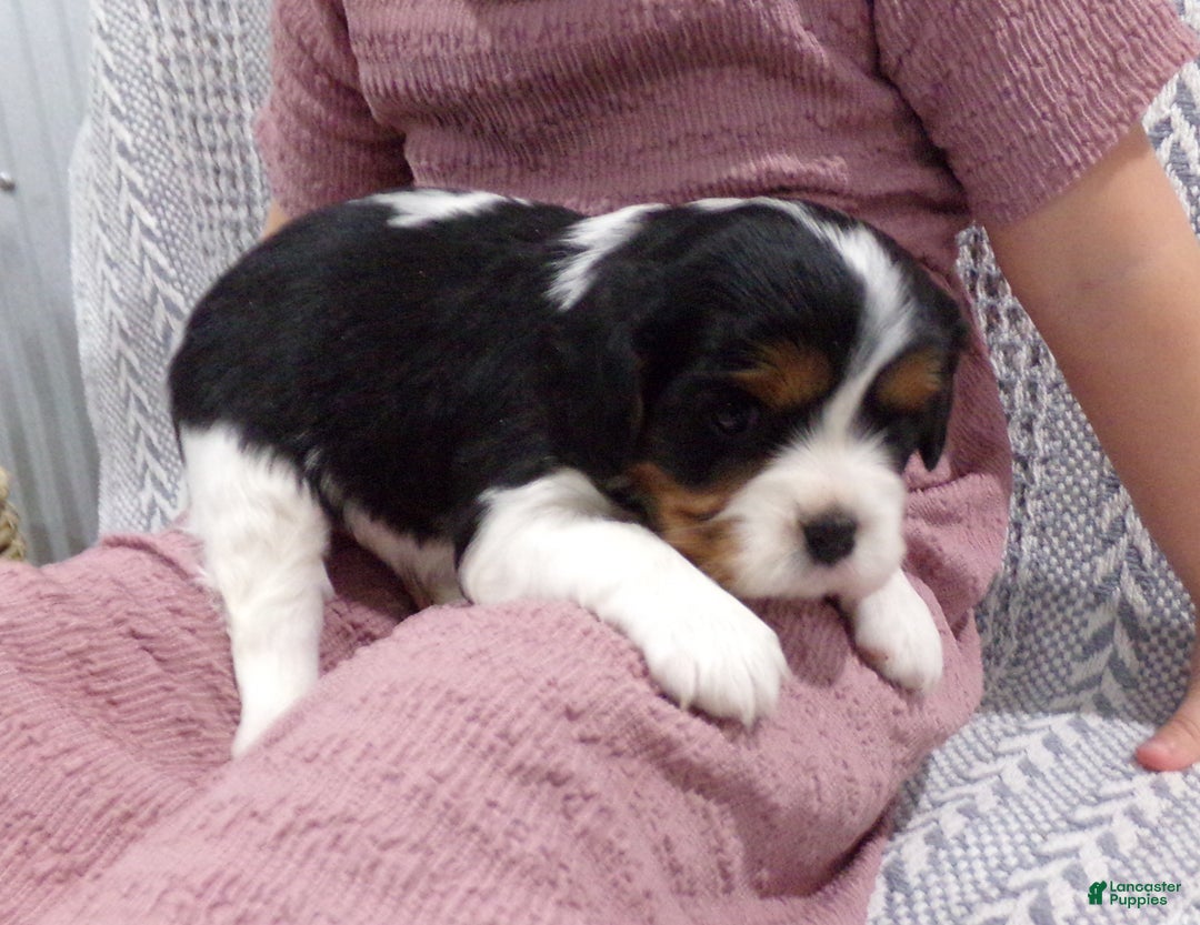 Cavalier King Charles Spaniel dogs for sale: Cavalier King Charles Spaniel Puppy 3 - Ad 12