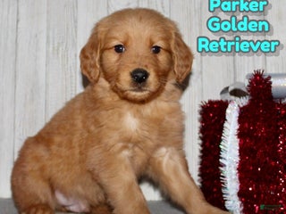Golden Retriever dogs Parker - Ad 8