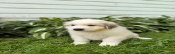 Great Pyrenees dogs for sale: Nicky - Ad 12