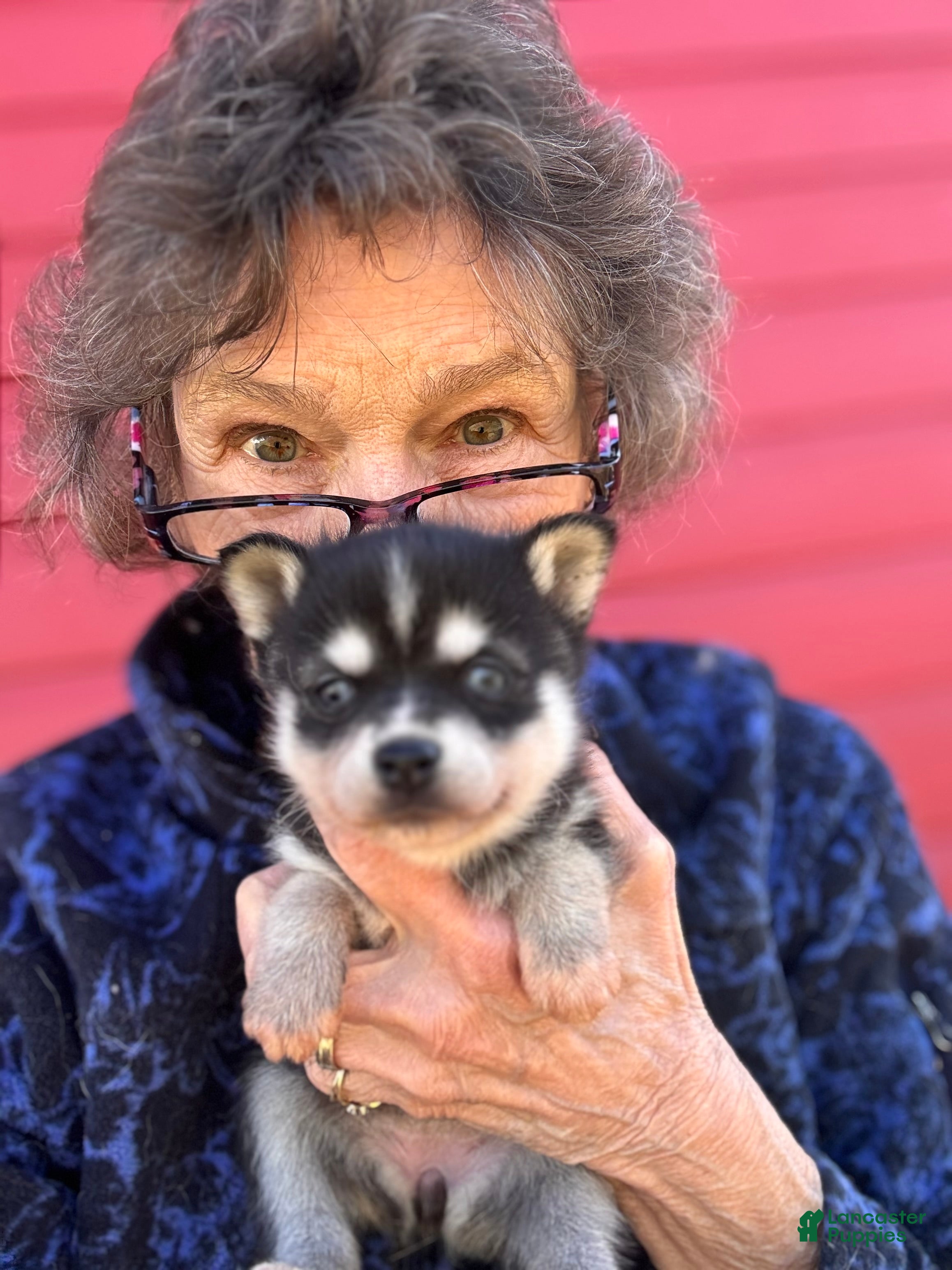 Alaskan Klee Kai dogs Alaskan Klee Kai Puppy 3 - Ad 15
