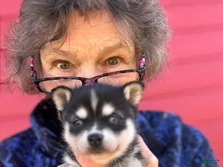 Alaskan Klee Kai dogs Alaskan Klee Kai Puppy 3 - Ad 15