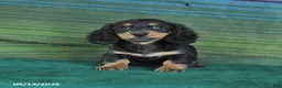 Miniature Dachshund dogs for sale: Roxie - Ad 2