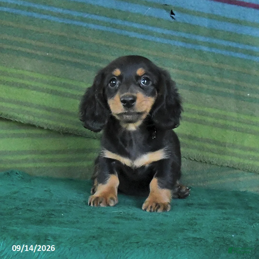 Miniature Dachshund dogs for sale: Roxie - Ad 2