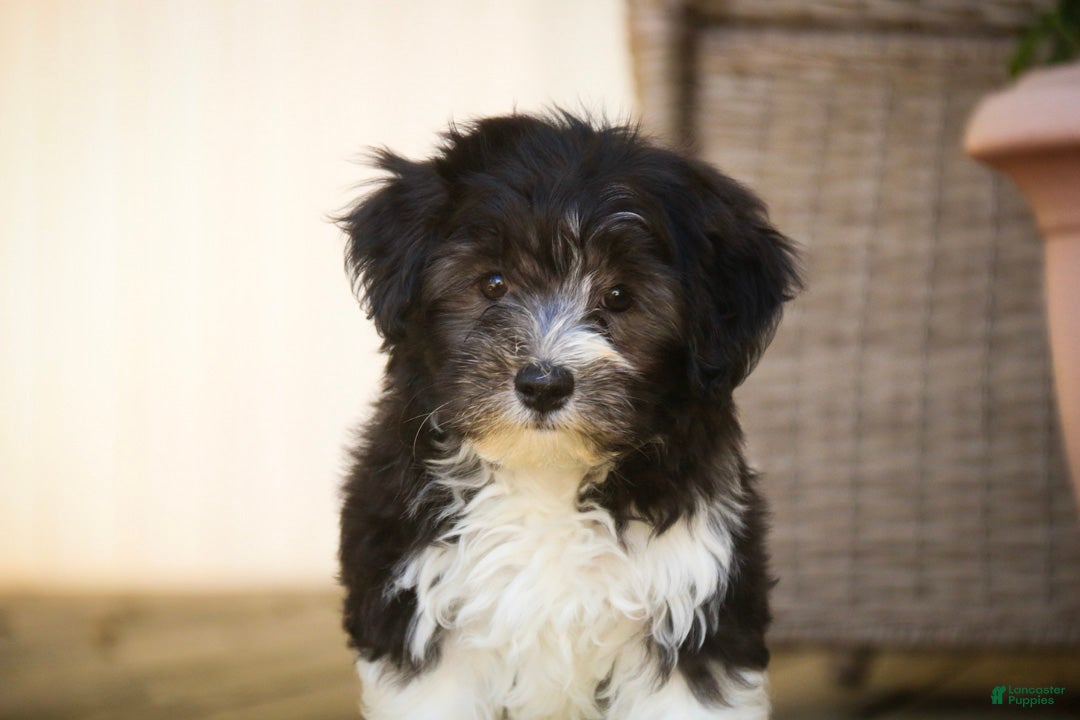 Havanese dogs Apollo Havanese  - Ad 2