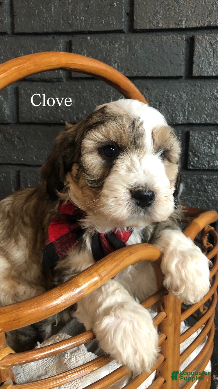 Aussiedoodle dogs Clove  - Ad 26