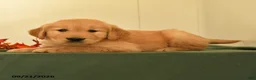 Golden Retriever dogs for sale: Darius - Ad 2