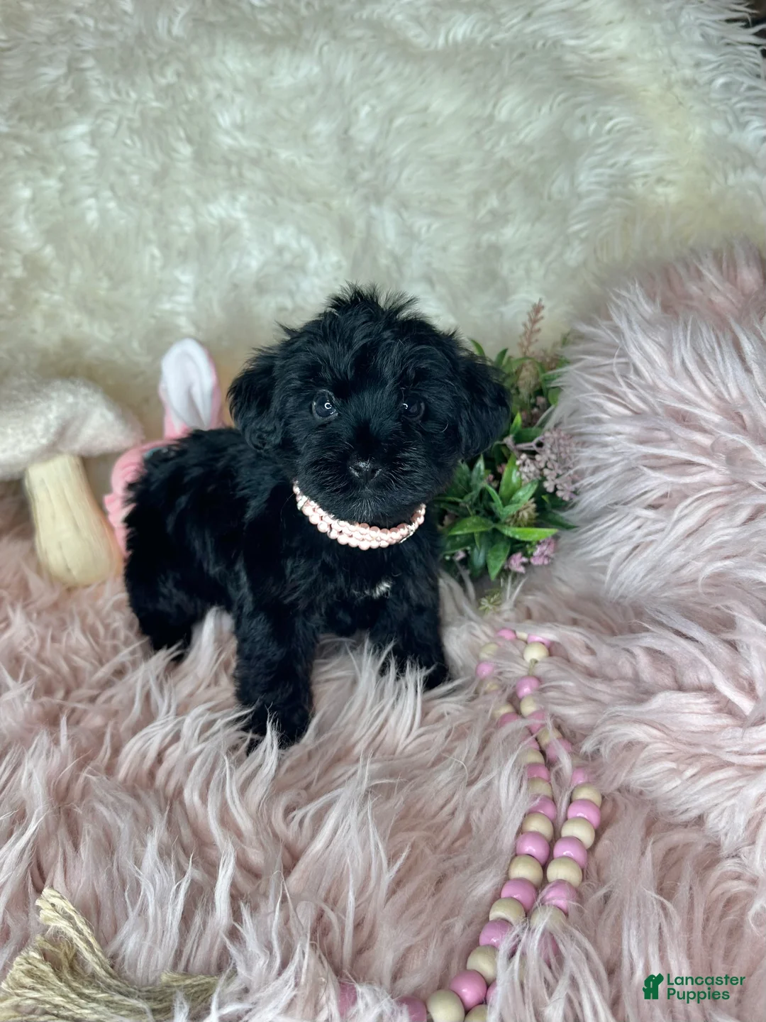 Yorkiepoo dogs for sale: Bubbles  - Ad 3