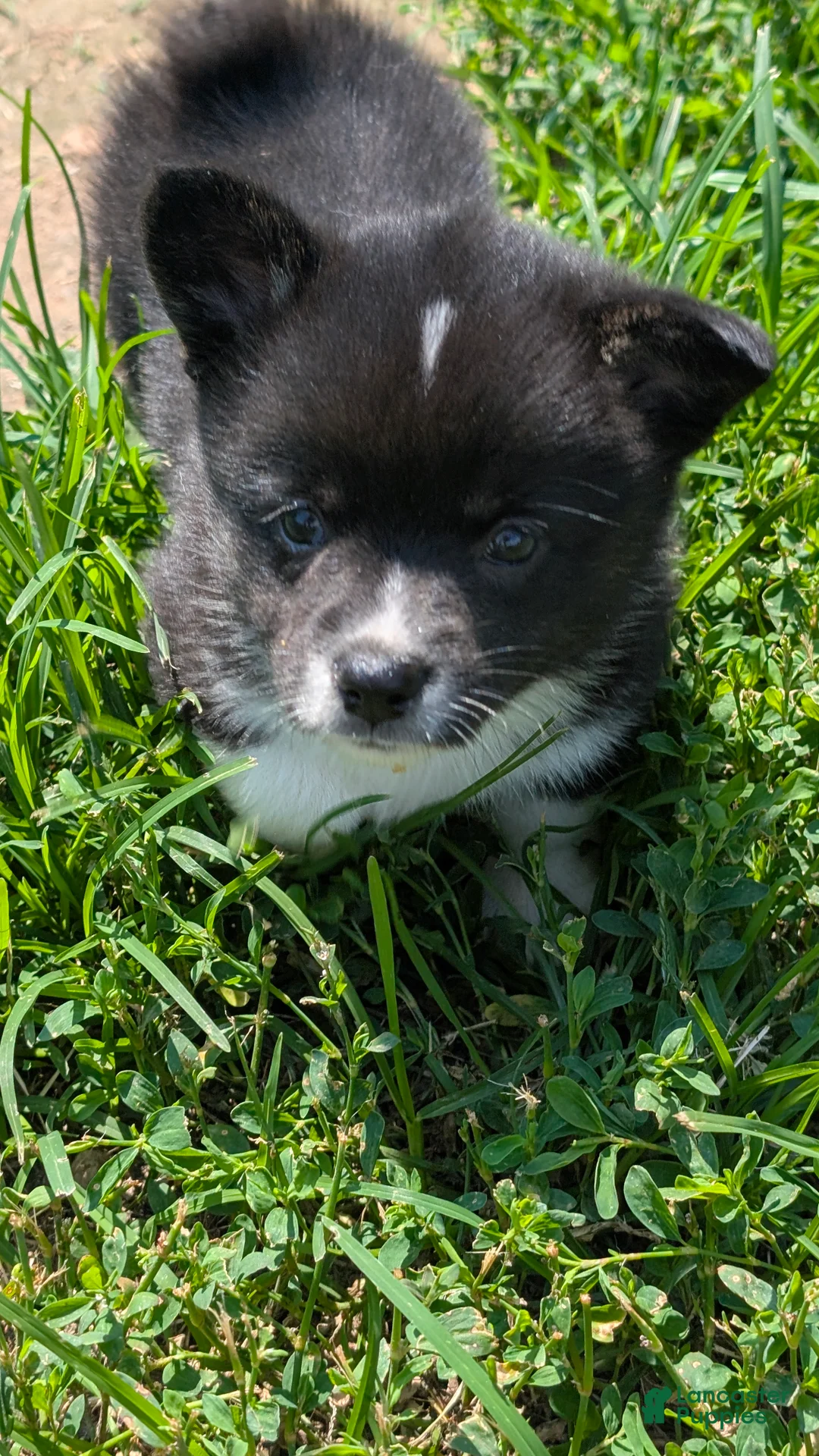 American Corgi dogs for sale: Danny Girl - Ad 2