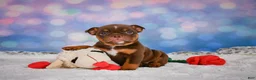 English Bulldog dogs for sale: Chloe - Ad 5