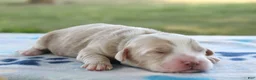 Mini Goldendoodle dogs for sale: Victor - Ad 3