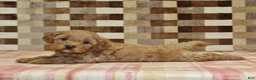 Cavapoo dogs for sale: Diego - Ad 6
