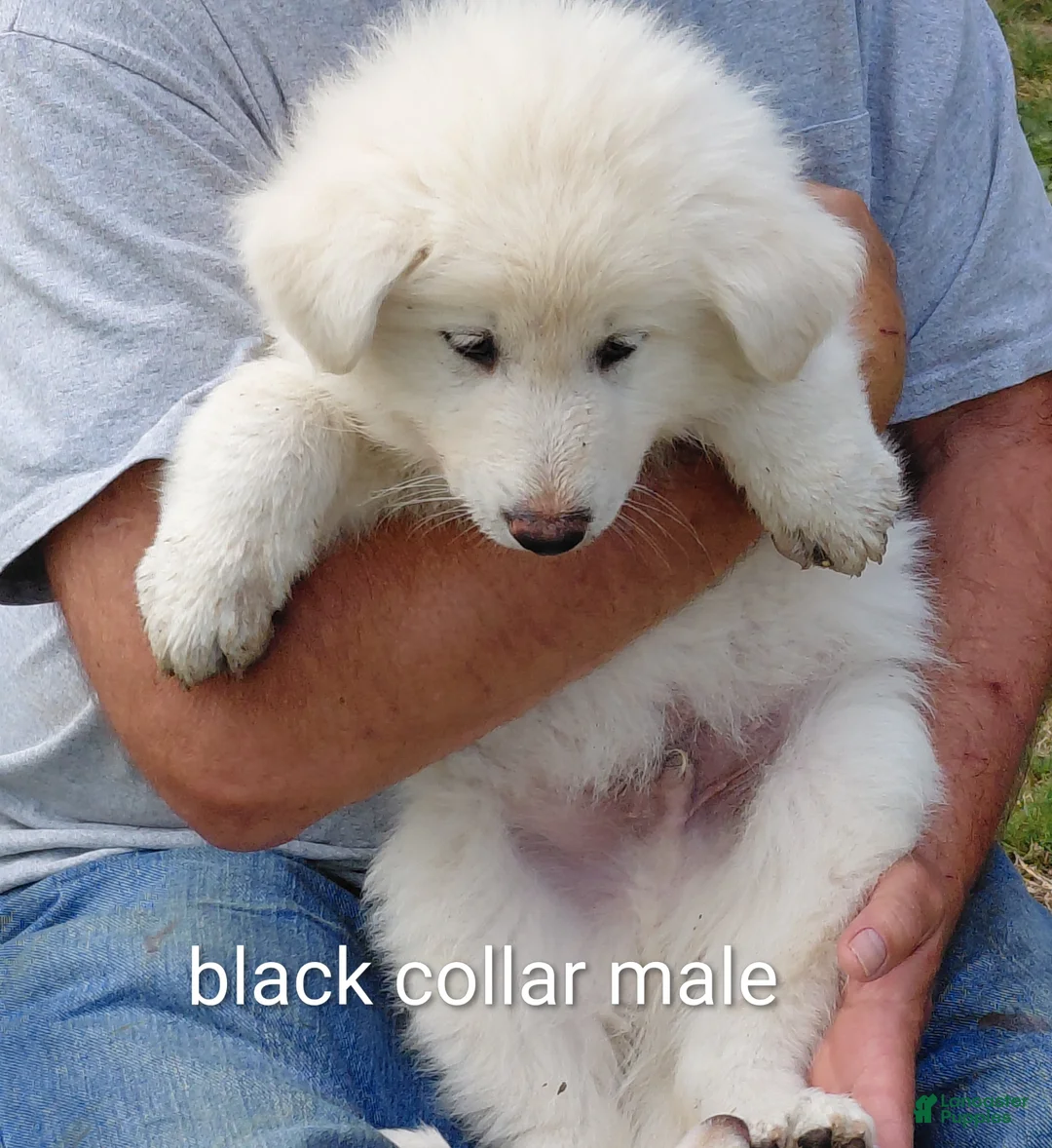 German Shepherd dogs for sale: German Shepherd Puppy 2 - Ad 1