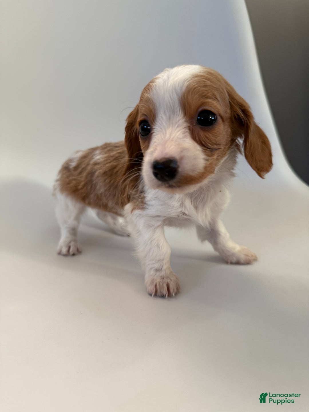 Miniature Dachshund dogs for sale: Lucy - Ad 6