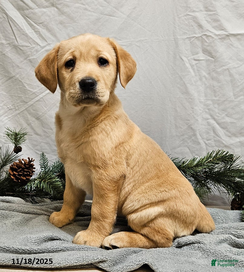 Labrador Retriever dogs Misty - Ad 9