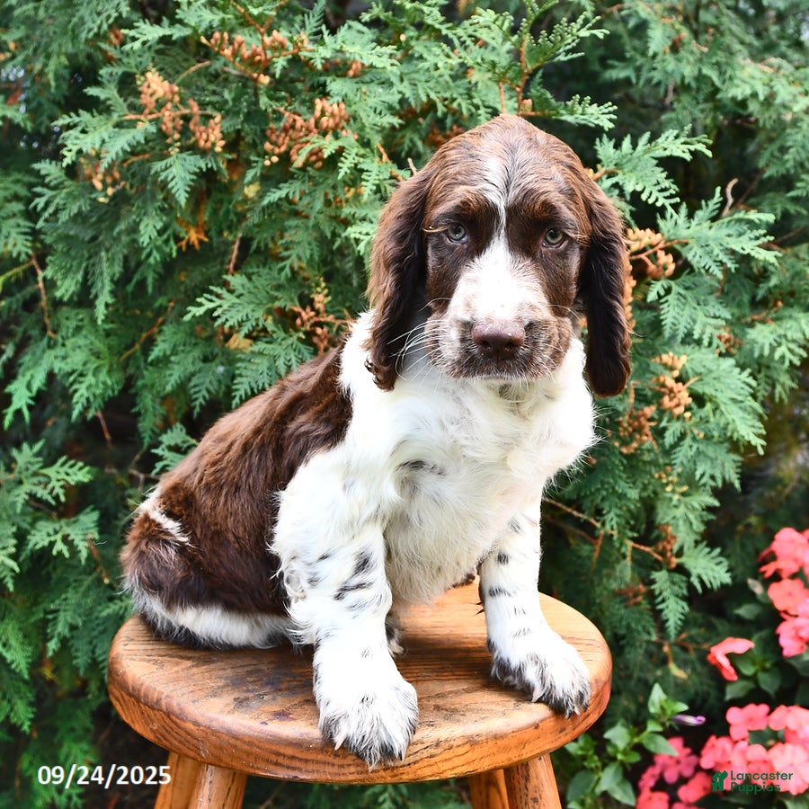 English Springer Spaniel Puppies for sale in Canandaigua, New York