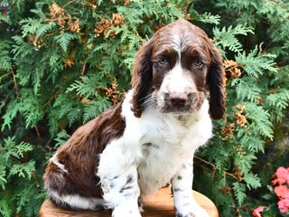 English Springer Spaniel dogs - Ad 11