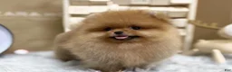 Pomeranian dogs for sale: Joy - Ad 3